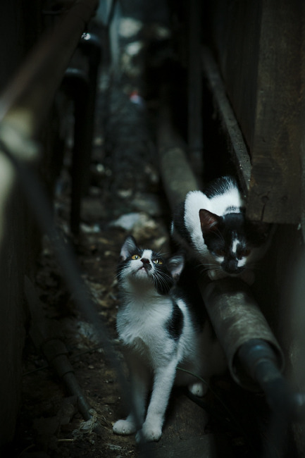 蹦床锦标赛：飞跃的艺术，蹦床决赛项目