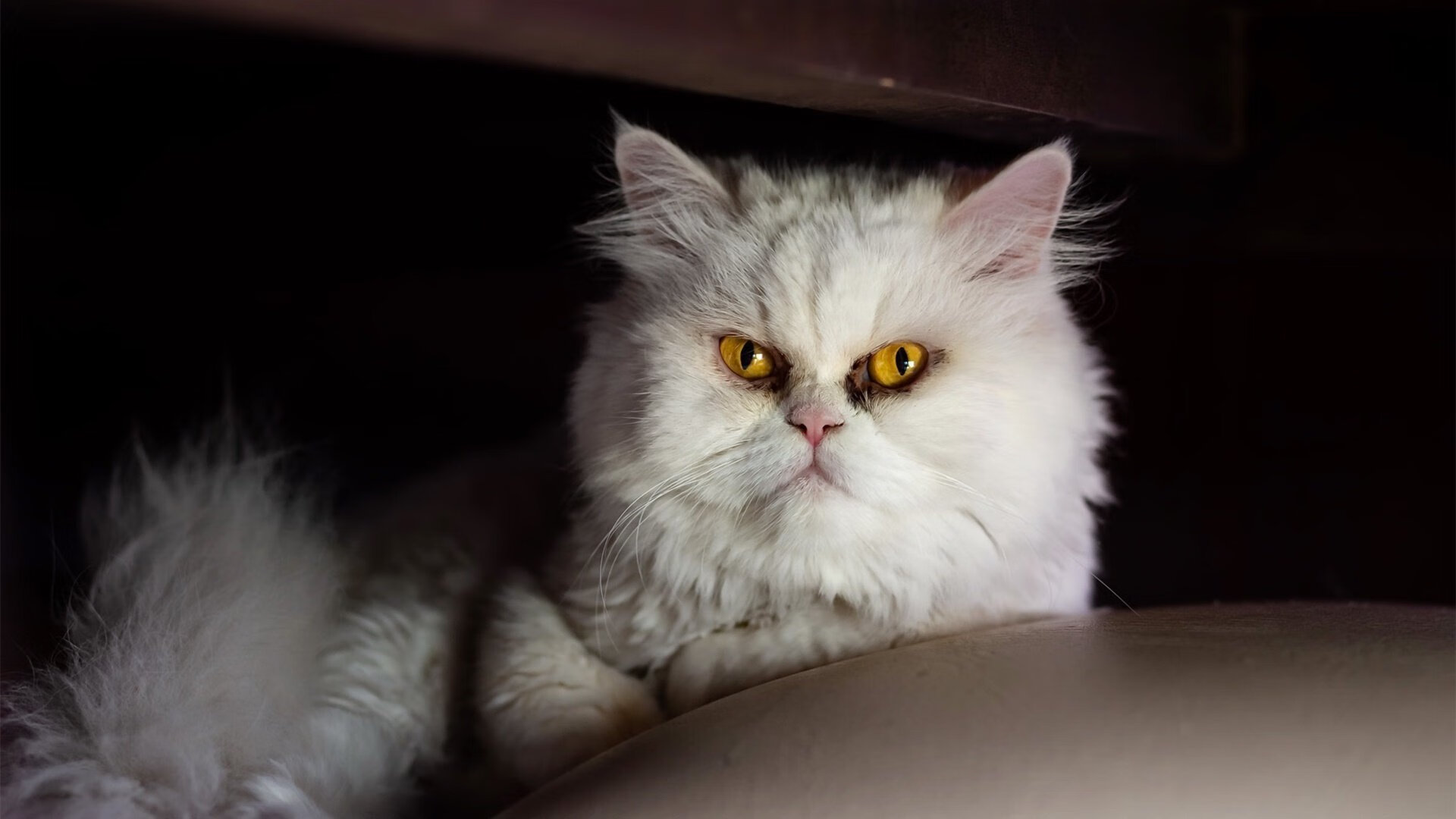 AYX GAMING-上海申鑫客场告负，陷入保级泥潭，上海申鑫官网