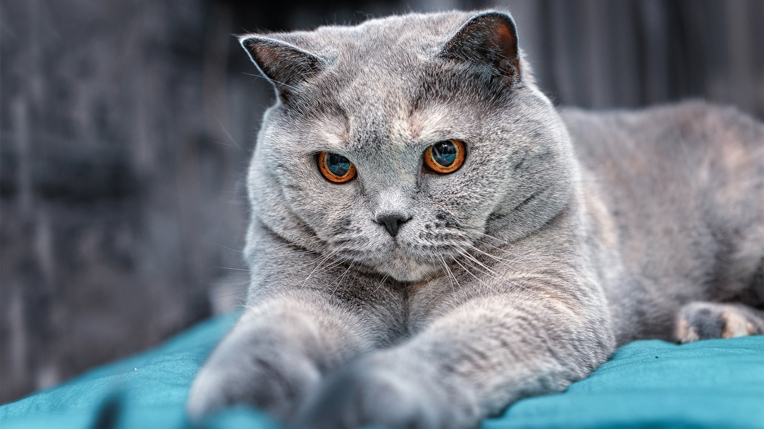 中国围棋协会与韩国围棋协会签署合作协议,韩国围棋联赛有没有中国棋手