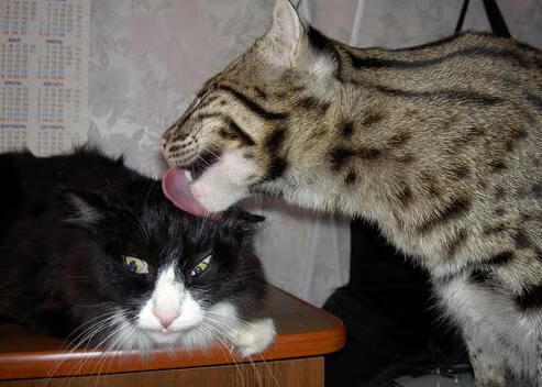 爱游戏综合娱乐-纽卡斯尔主场战平，延续不败状态，纽卡斯尔球队