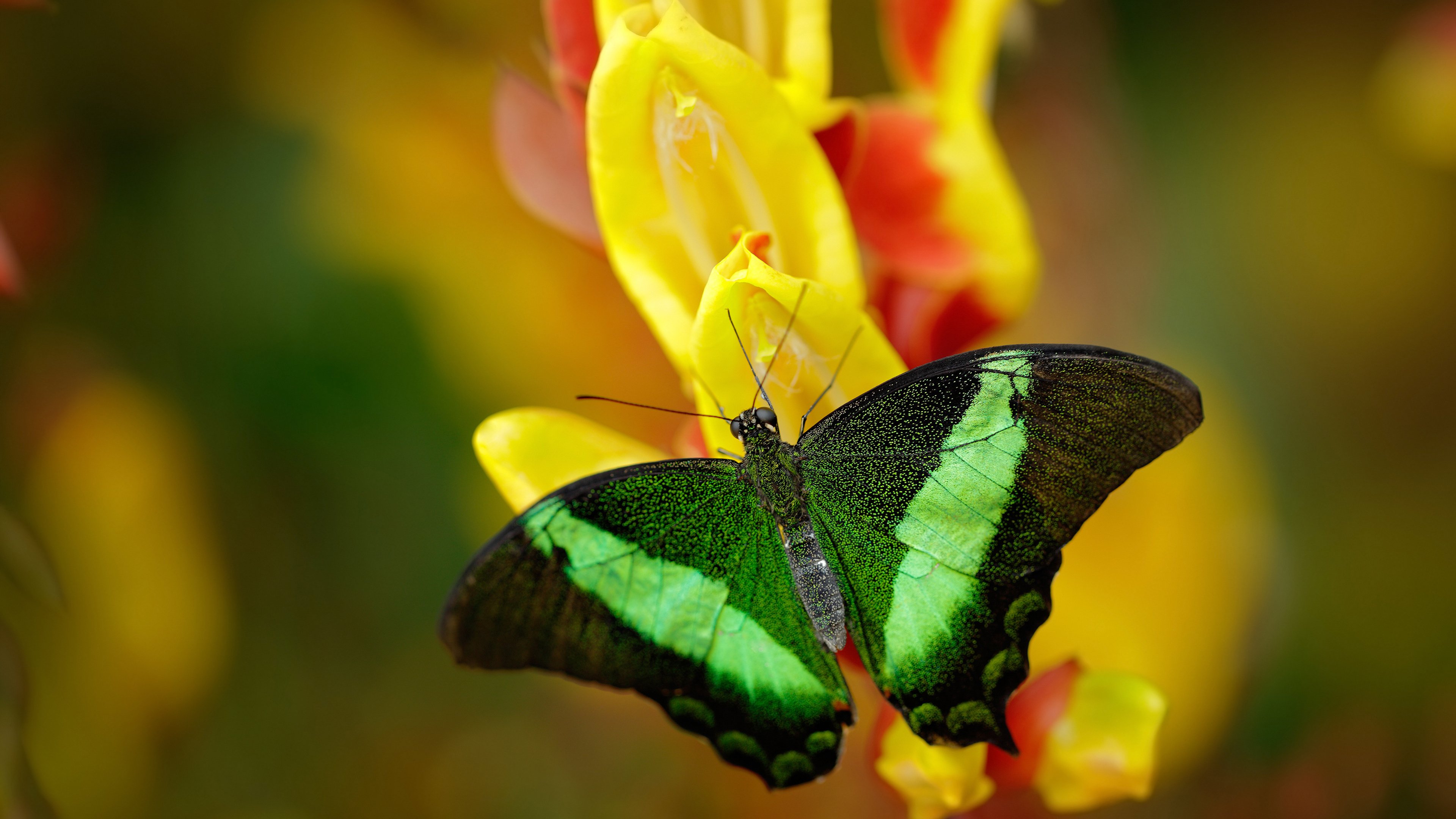 爱游戏app-阿森纳奋力冲顶，青年军雄心勃发，阿森纳青年队队长