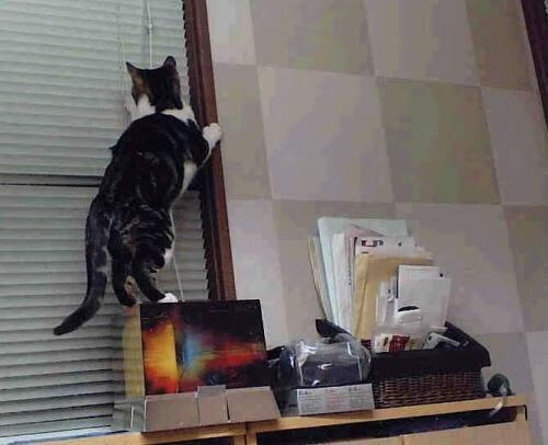 爱游戏在线登录入口-国家队比赛期间心理干预团队未常态化