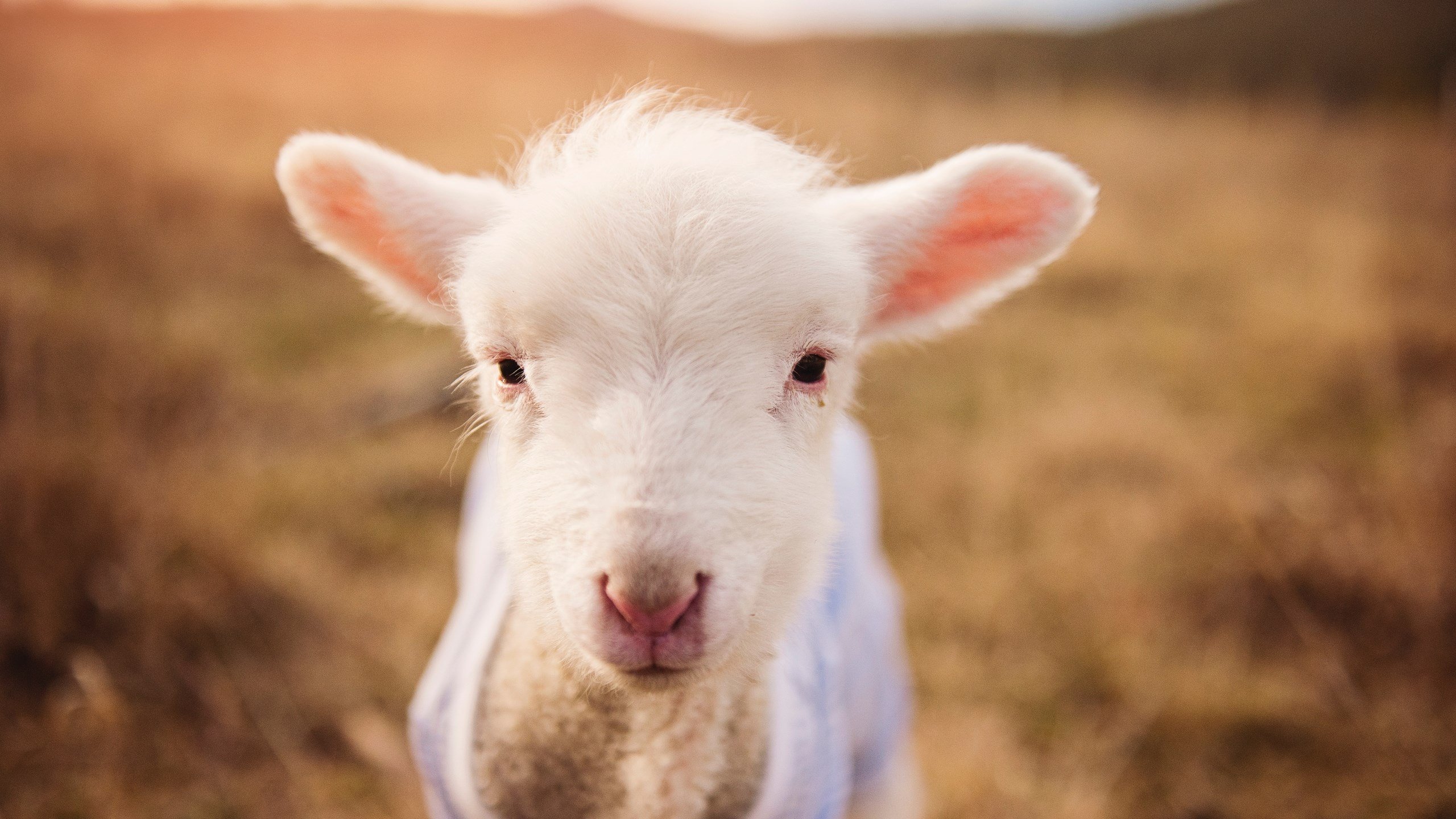 爱游戏娱乐网址-“亚戈·卡尔曼：阿根廷橄榄球的全能才俊，未来成就不凡”