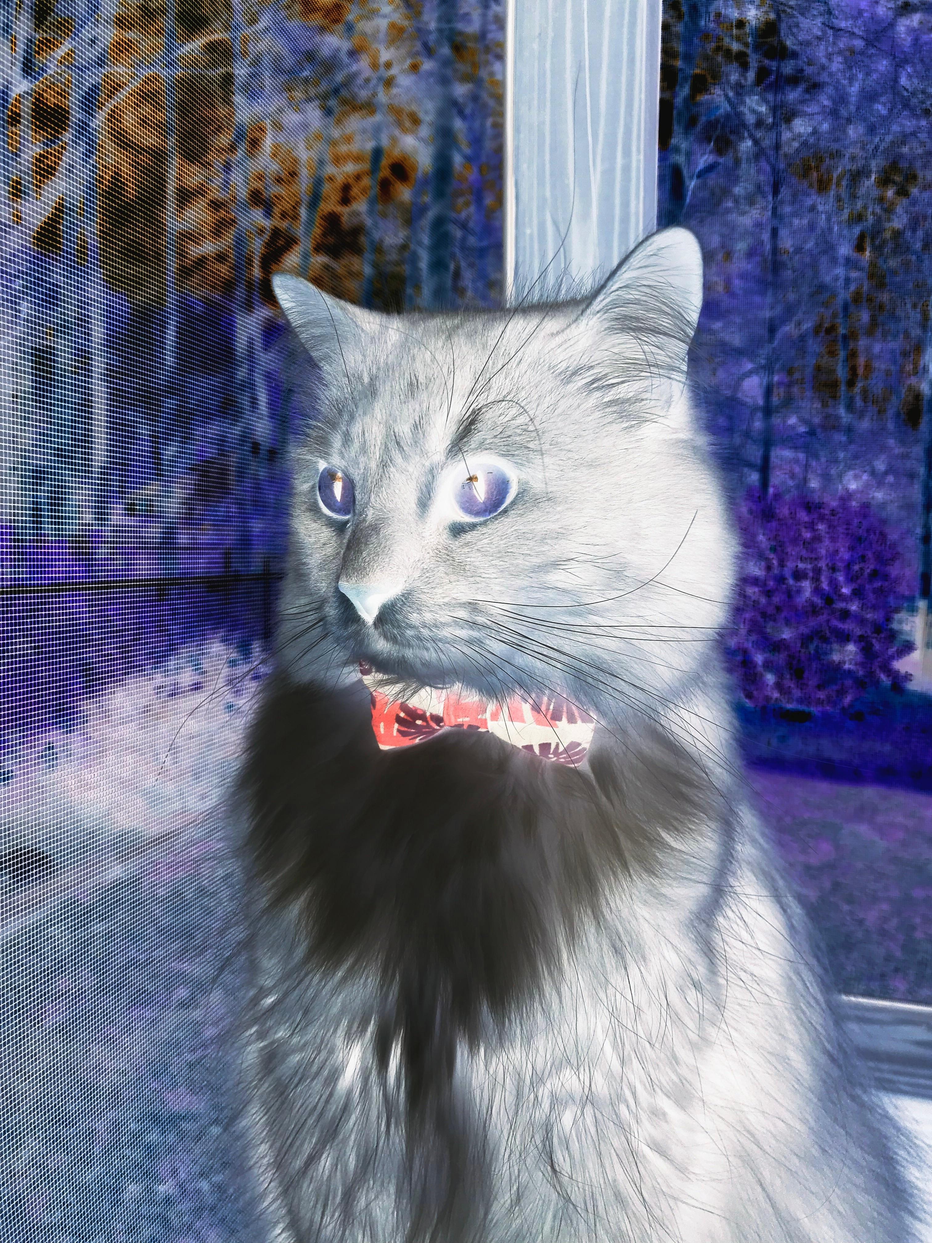 塞维利亚状态火热，勇争欧洲赛场佳绩