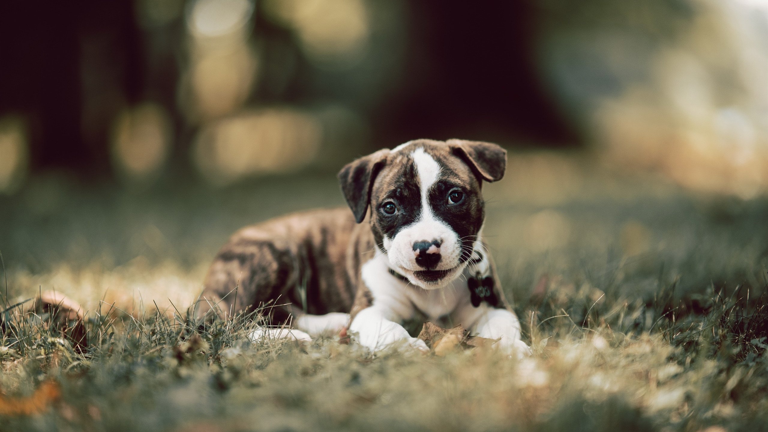 浓眉称自身防守表现仍有提升空间，浓眉的防守到底有多强