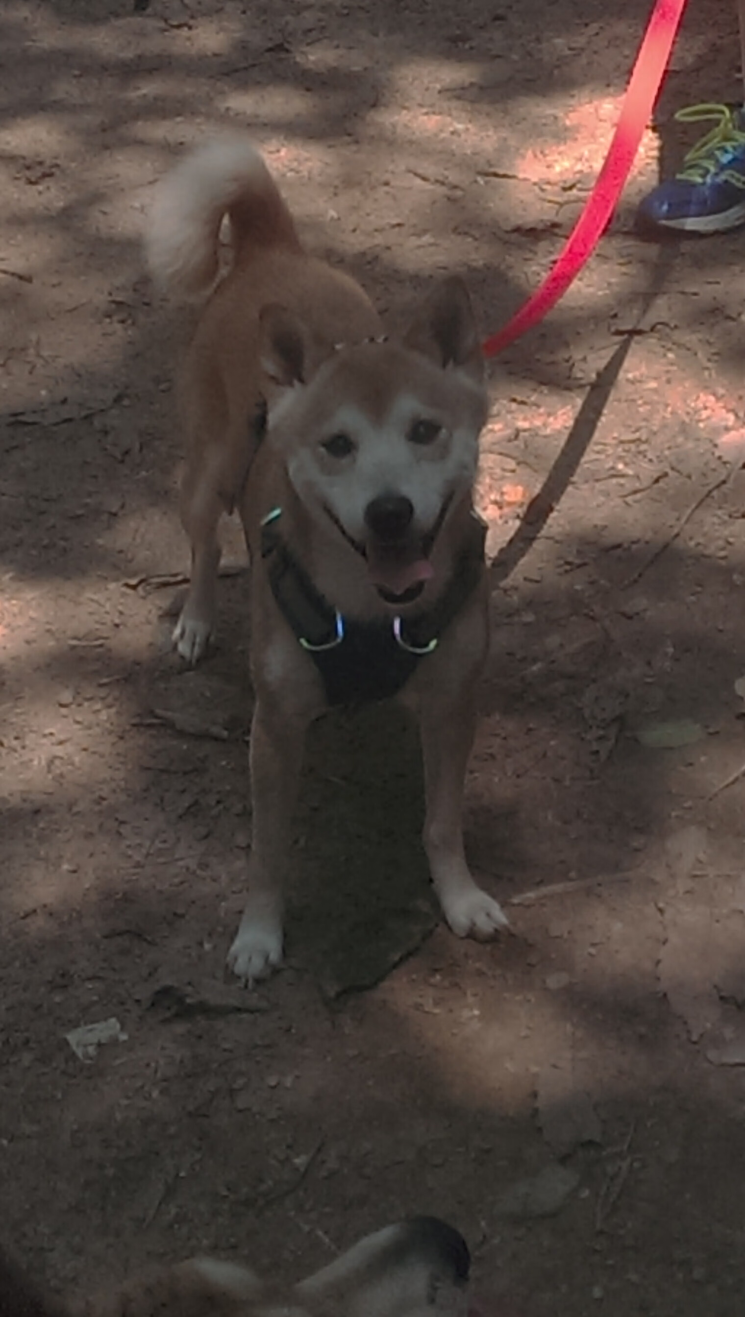 王楚钦强势反弹乒乓球团体赛,乒乓王楚钦个人简历