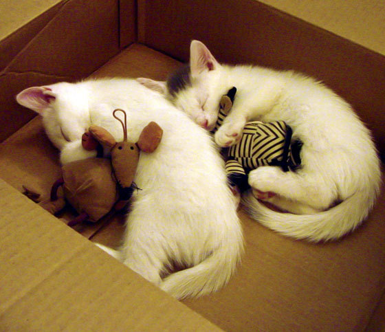 美洲杯足球文化的多元融合,美洲杯专用足球