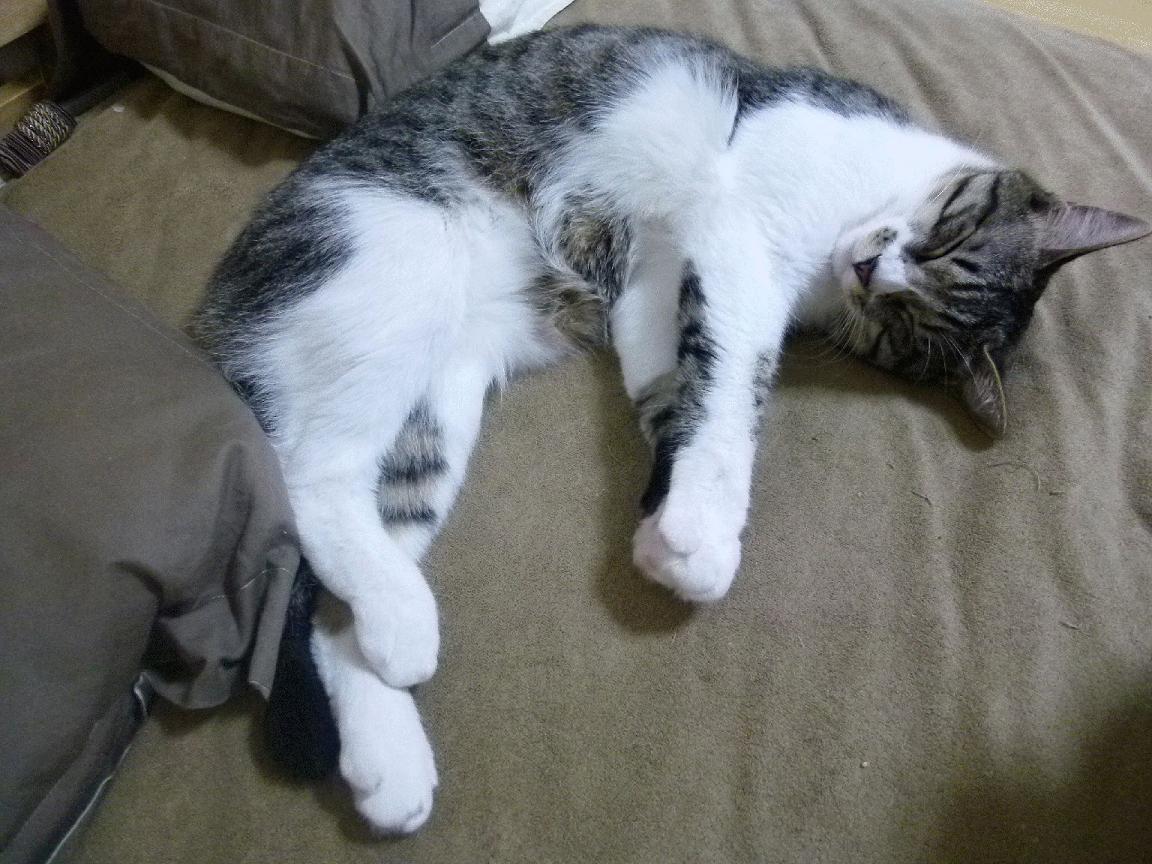 西甲决战黄金一刻:超级战术成就大胜利,西甲挑战赛